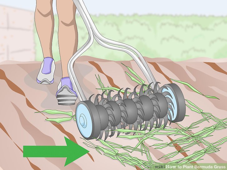 Image titled Plant Bermuda Grass Step 2