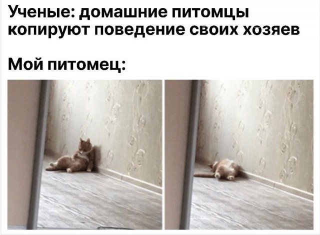 Забавные и позитивные фотографии с надписями для улыбки Забавные и позитивные фотографии с надписями для улыбки картинки с надписями,красивые фотографии,смешные комментарии,шикарные фотографии,юмор