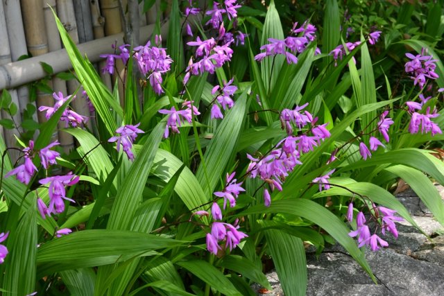 Как вырастить орхидеи на дачной клумбе дача,сад и огород,цветоводство