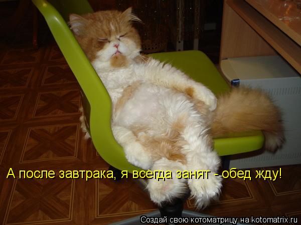 А после завтрака, я всегда занят - обед жду!