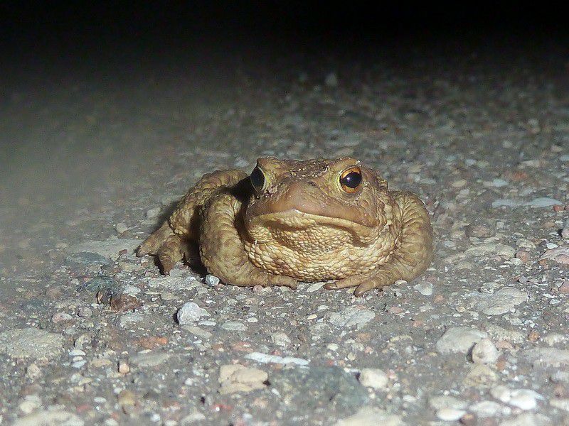 Москва, деревня, фоторепортаж, Россия