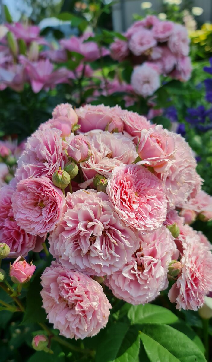 Чем подкормить розы в июле, чтобы они обильно цвели до заморозков дача,сад и огород,цветоводство