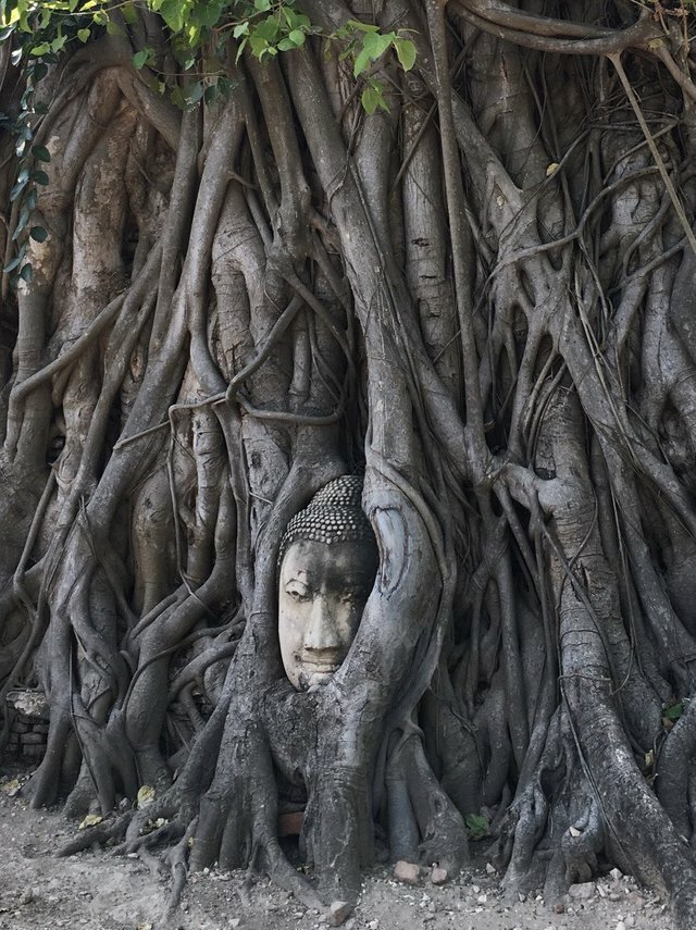 «Голова Будды 14 века, окружённая корнями баньяна, Аюттхая, Таиланд» в мире, жизнь, красота, подборка, природа, удивительно, фото