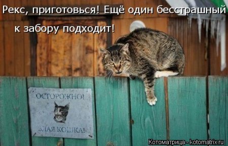 Апрельские котоматрицы