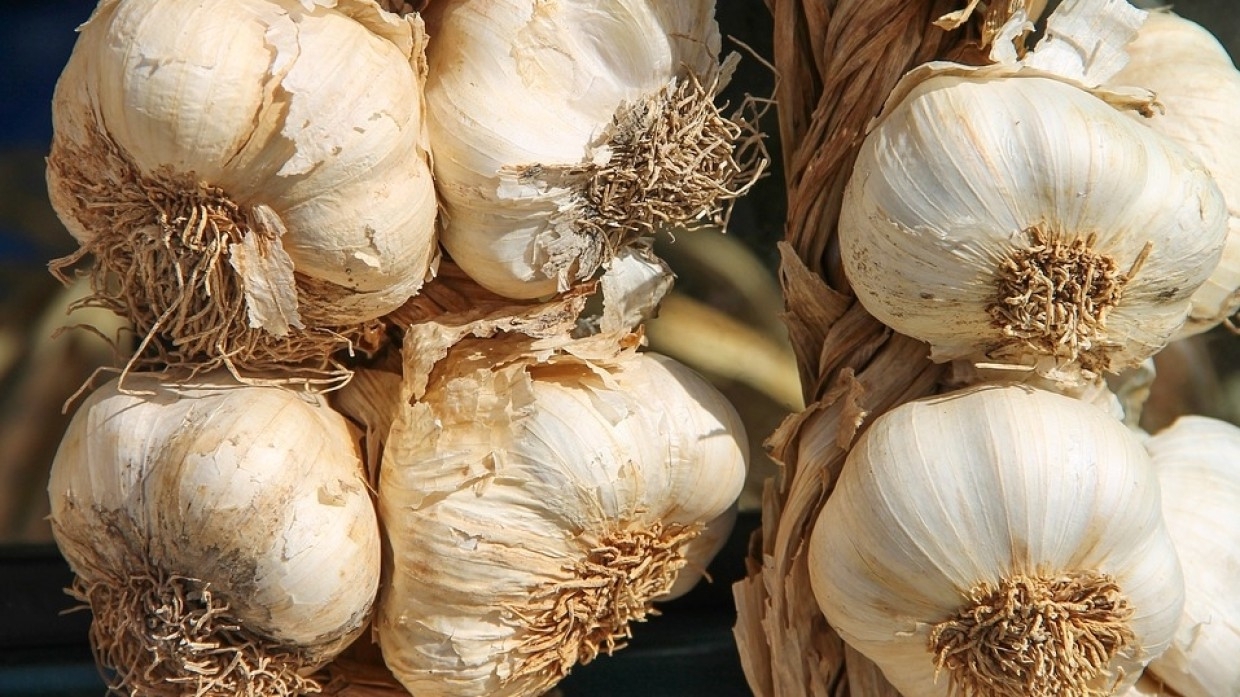 Биолог Михасеноек: октябрь лучше всего подходит для посадки чеснока и тюльпанов