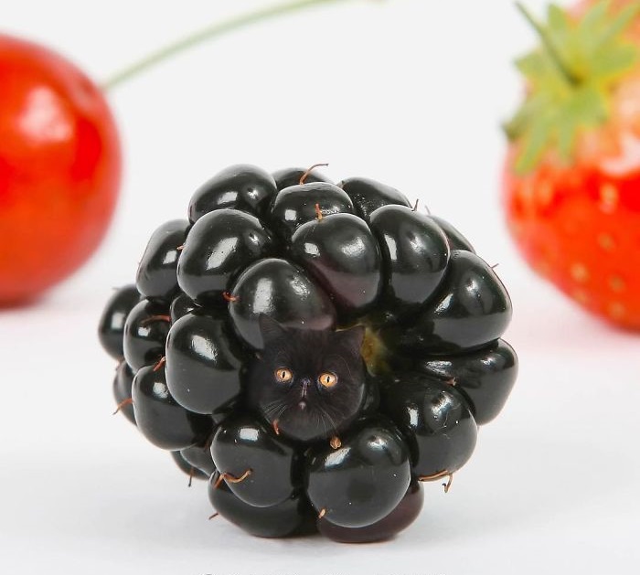 «Коты в еде»: Забавные фотоманипуляций от российской блогерши, покорившие интернет «Коты в еде»: Забавные фотоманипуляций от российской блогерши, покорившие интернет