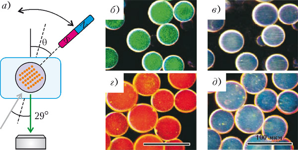 Рис. 5. Полимерная микросфера с фотонным кристаллом внутри изменяет цвет отраженного излучения при повороте под действием магнитного поля (а). Микросферы двух различных размеров: во «включенном» состоянии, т. е. ориентация цепочек магнитных наночастиц в фотонном кристалле параллельна лучу зрения (б, г), и в «выключенном» состоянии, т. е. ориентация перпендикулярна лучу зрения (в, д). Изображение: «Квант»