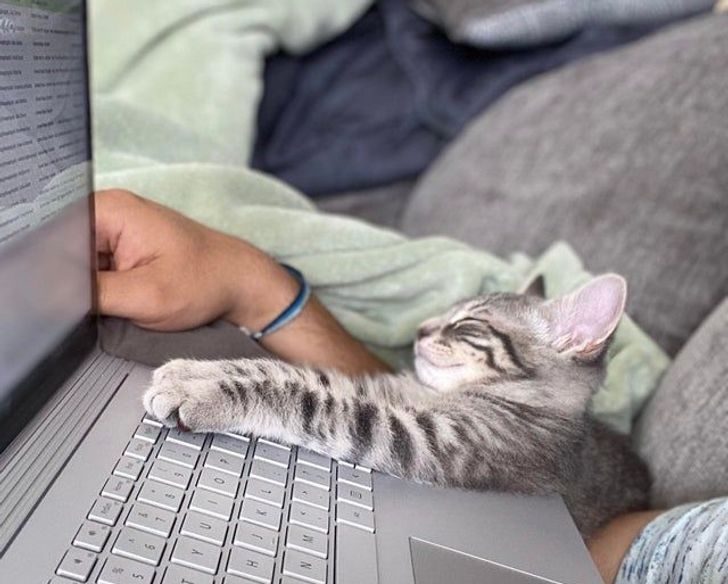 Люди, которые взяли домой котенка и по уши влюбились в это мелкое озорное чудо Люди, которые взяли домой котенка и по уши влюбились в это мелкое озорное чудо