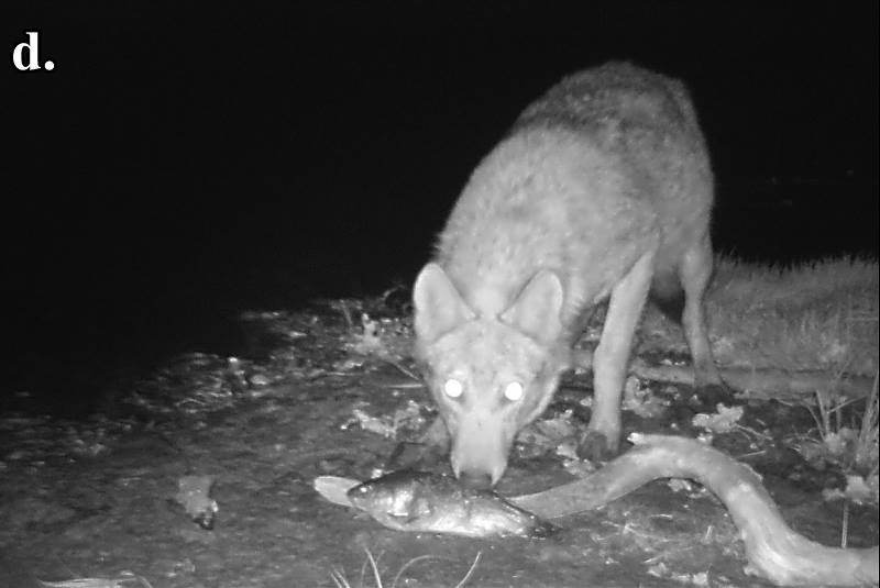 Установленные в Чернобыле камеры-ловушки показали, что в Зоне происходит что-то невероятное 