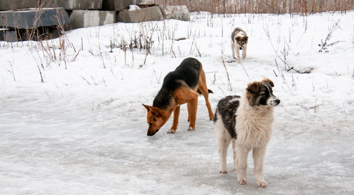 Следком Кузбасса начал проверку информации о нападении бездомных собак на первоклассницу