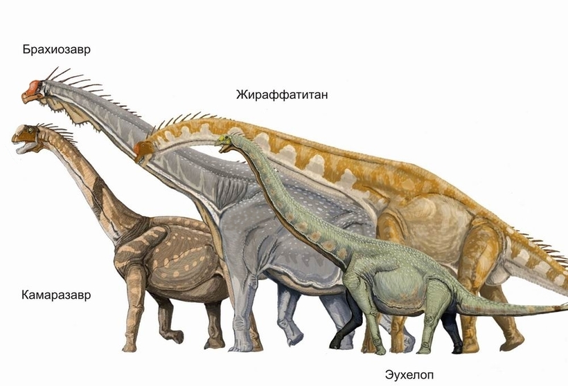 Долина динозавров в Монголии вновь порадовала ученых великолепной находкой