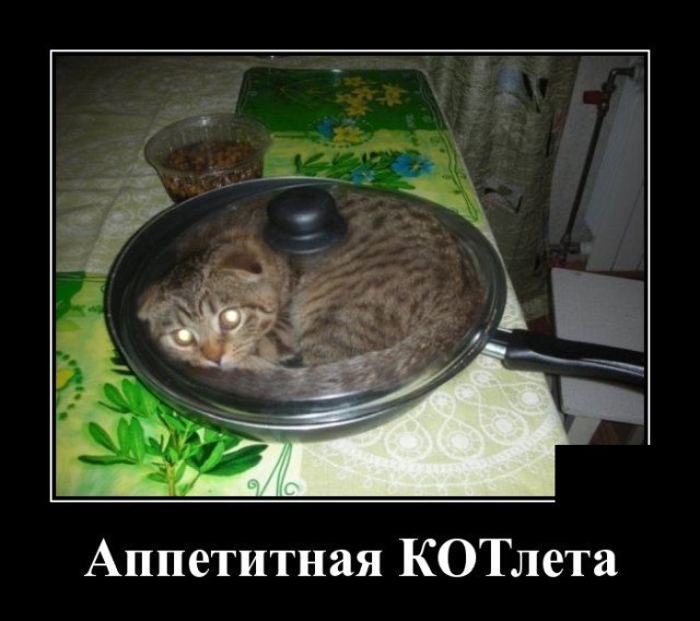 Демотиватор про кота