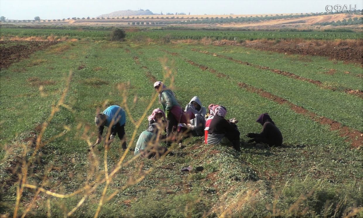Санкции Запада, засуха и контрабанда пшеницы: интервью ФАН с главой Минсельхоза Сирии