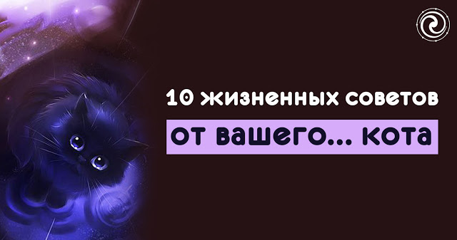 10 жизненных советов от вашего… кота