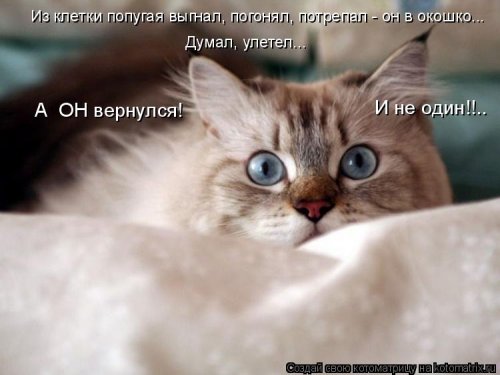 Лучшая котоматрица недели Лучшая котоматрица недели смешные картинки