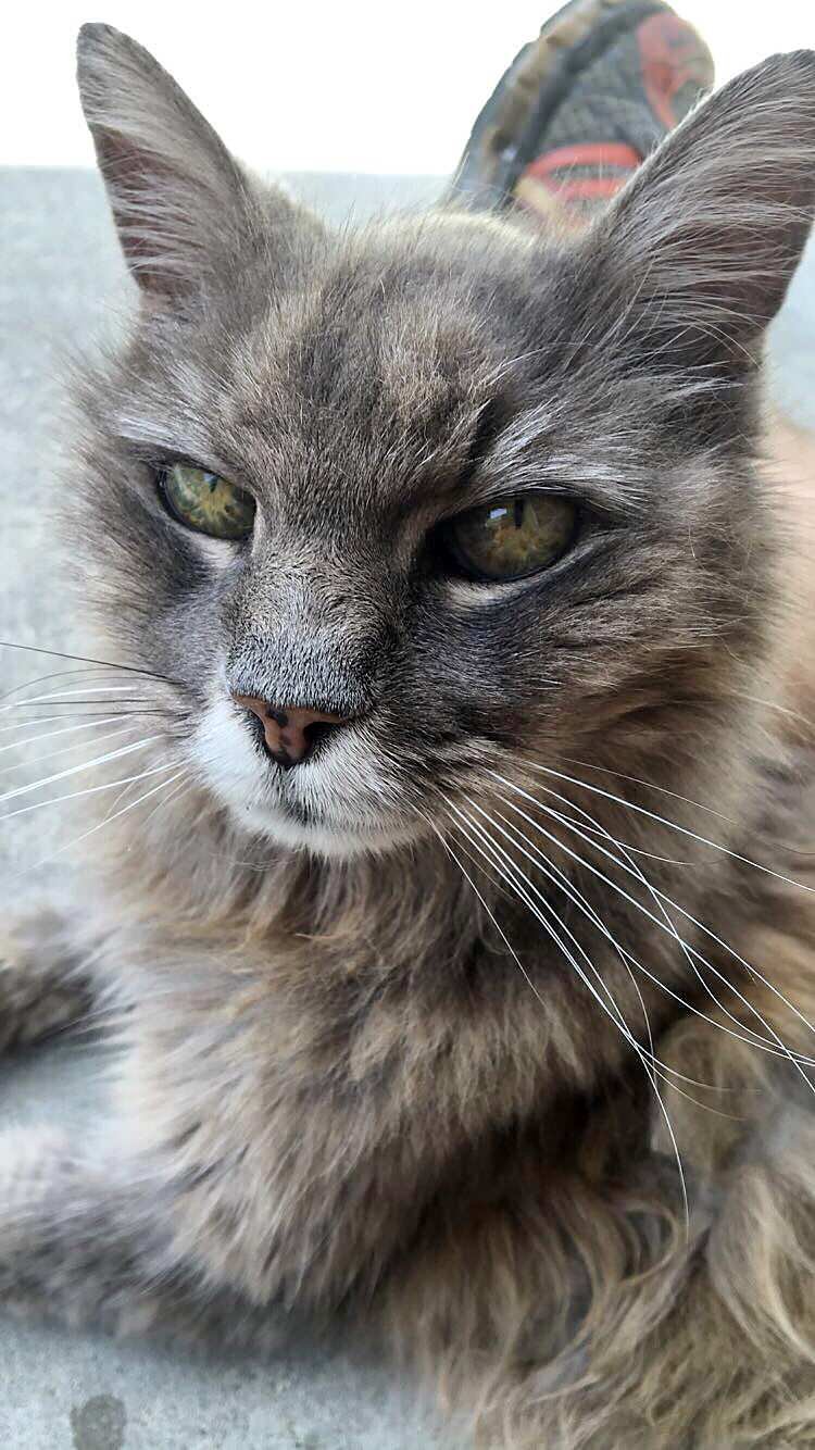 Как выглядят коты, когда стареют картинки,супер