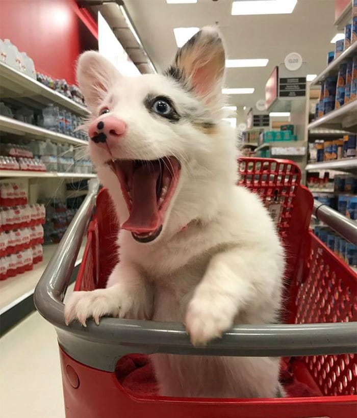 happy-dog-shopping-target-zira-the-corgi-virgoprincxss-2