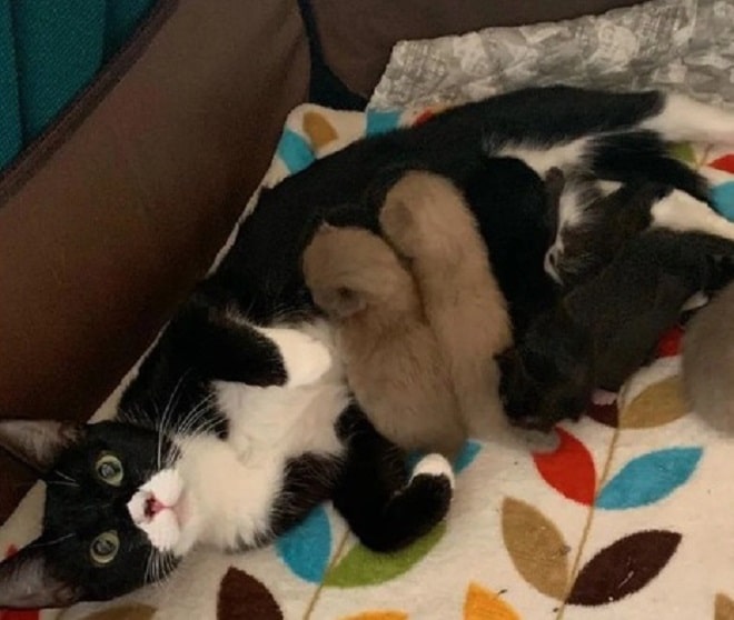 Кошка кормит котят