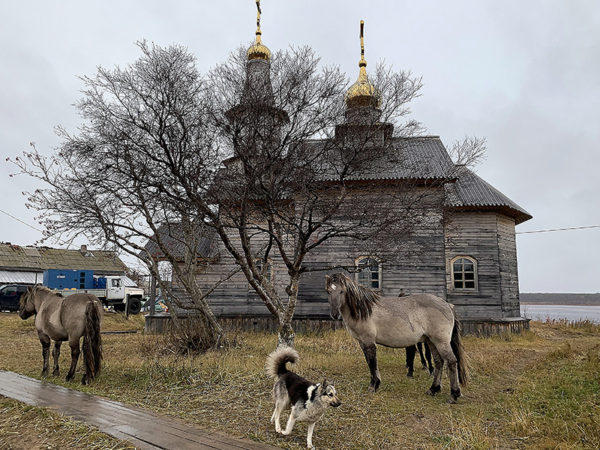 Кузомень деревня, где живут дикие лошади