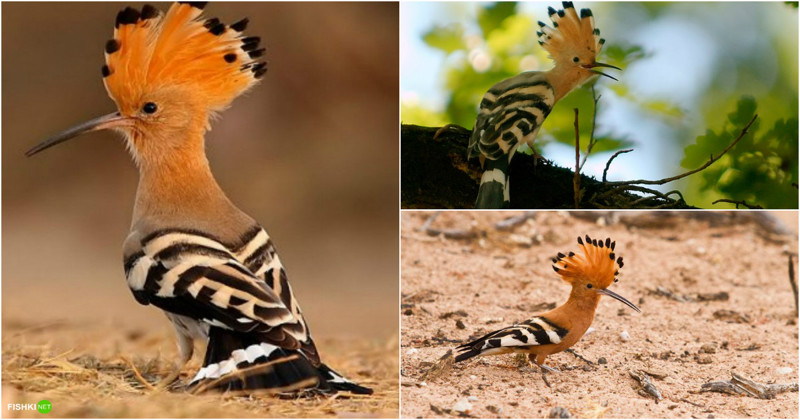 Потатуйка животные, названия, прикол, смешное, факты