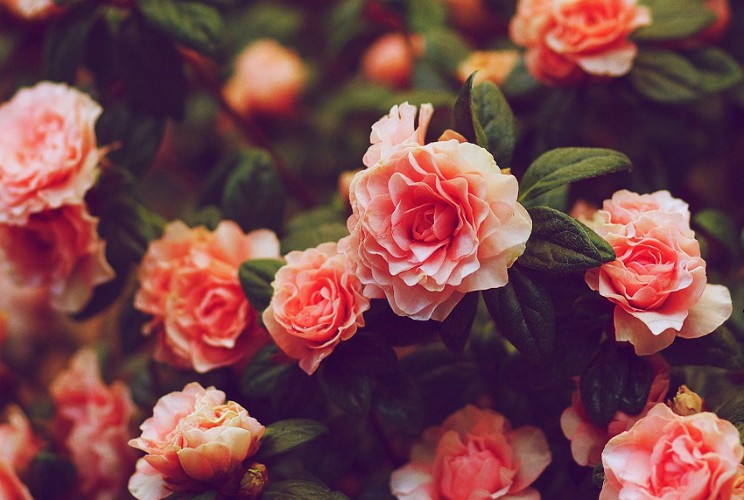 10 самых дорогих цветов в мире рейтинги, факты, цветы