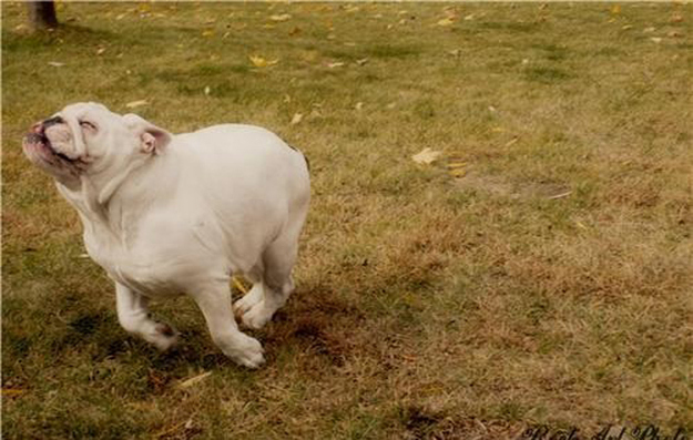 Улыбка в мире животных Улыбка в мире животных красивые фотографии,приколы,фото приколы,шикарные фотографии