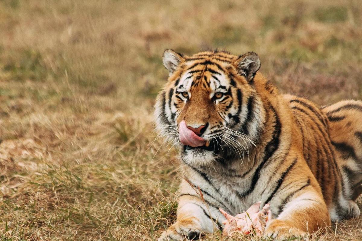 В России проверяют информацию о попытке поймать тигра на собаку