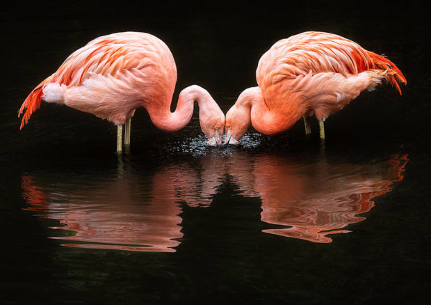 flamingo_5-620x438 (620x438, 178Kb)