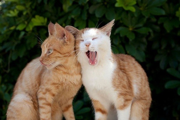 Смешные и позитивные котейки для настроения (12 фото)
