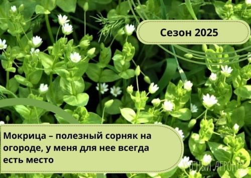 У меня не возникает вопрос: как бороться с мокрицей на грядках.