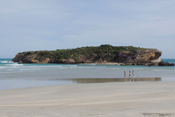 Как пёс по кличке Оддболл спас остров маленьких пингвинов