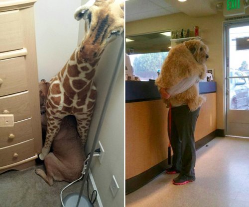 20 драматических фотографий с собаками, которых привезли к ветеринару 