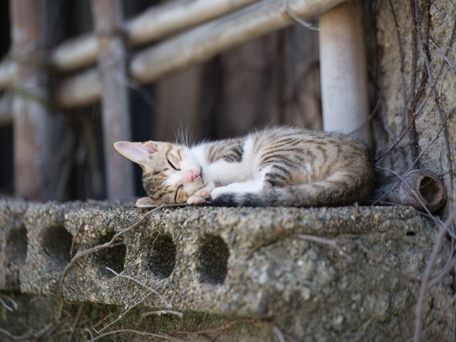 5. Кошки - самые ленивые млекопитающие. Они спят 16 часов в день. То есть около 70 % своей жизни. животные, коты, факты