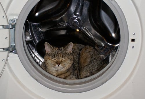 Стиральные машины созданы именно для котов анекдоты,демотиваторы,Смешные животные,юмор