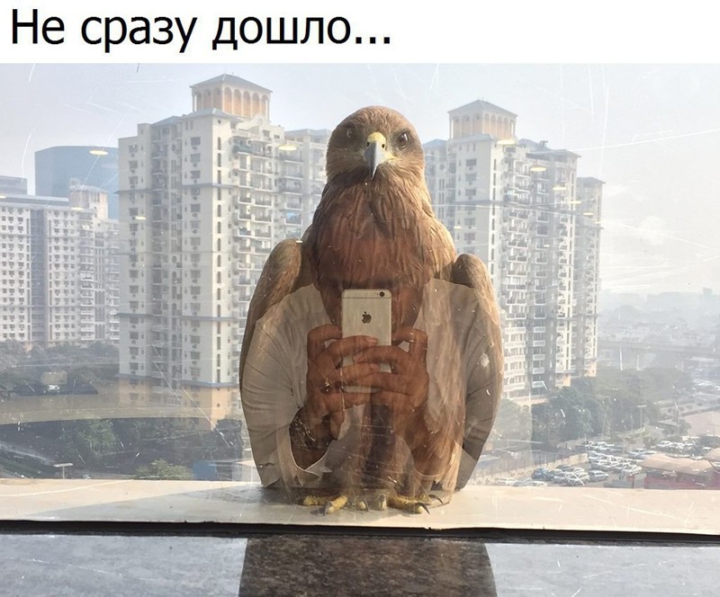 Смешные картинки с надписями прикол, юмор