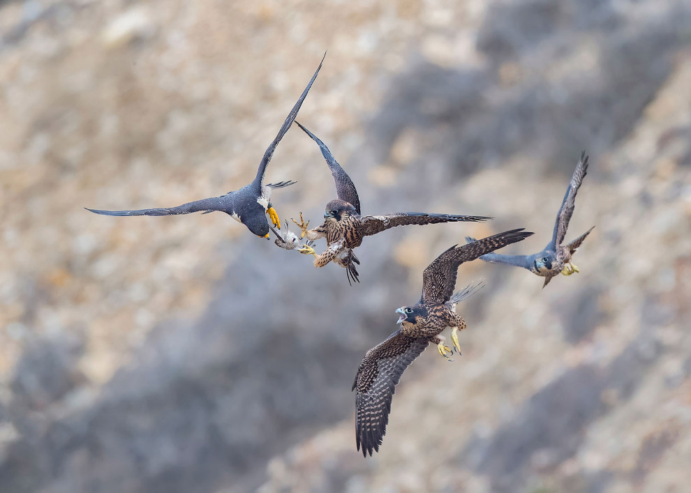 Удивительные фото птиц с конкурса Audubon Photography Awards 2017