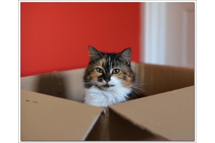 «Звали обедать? Я не слышал, потому что драл когти о коробку».
Так что, вместо очередной игрушки — пластиковой мышки или мячика-попрыгунчика — подарите своему питомцу картонную коробку, где бы он мог порелаксировать и обрести душевный покой