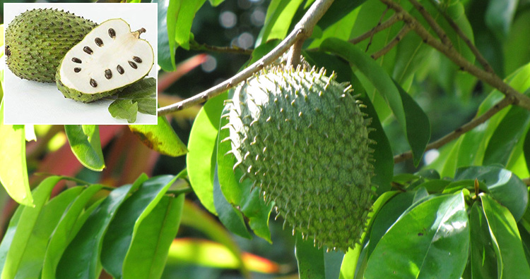 23 самых необычных фрукта и овоща, которые встречаются в природе 23 самых необычных фрукта и овоща, которые встречаются в природе