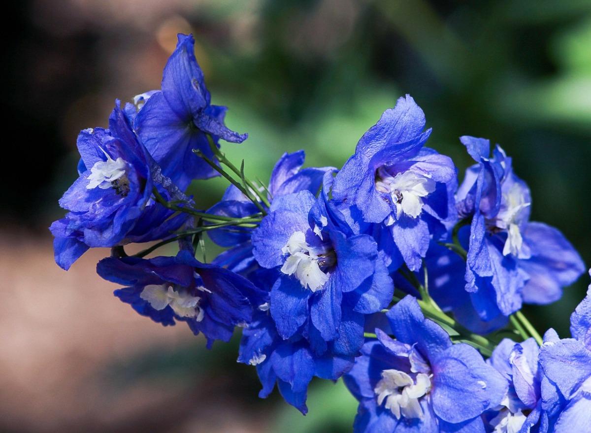 20 голубых цветов для вашего сада дача,сад и огород,цветоводство