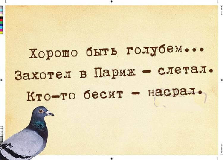 Хорошо быть голубем... Захотел в Париж - слетал... Весёлые,прикольные и забавные фотки и картинки,А так же анекдоты и приятное общение