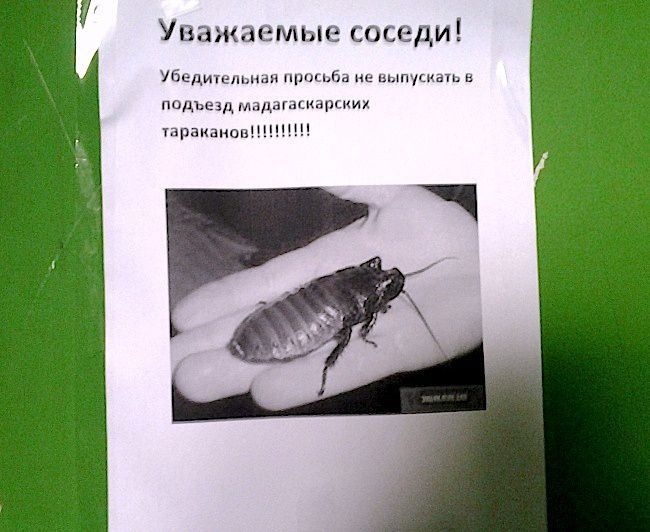 Забавные надписи в подъездах. Злые и добрые Забавные надписи в подъездах. Злые и добрые