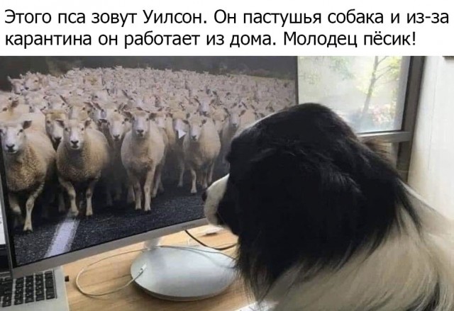 Юмор, юмор, юмор...