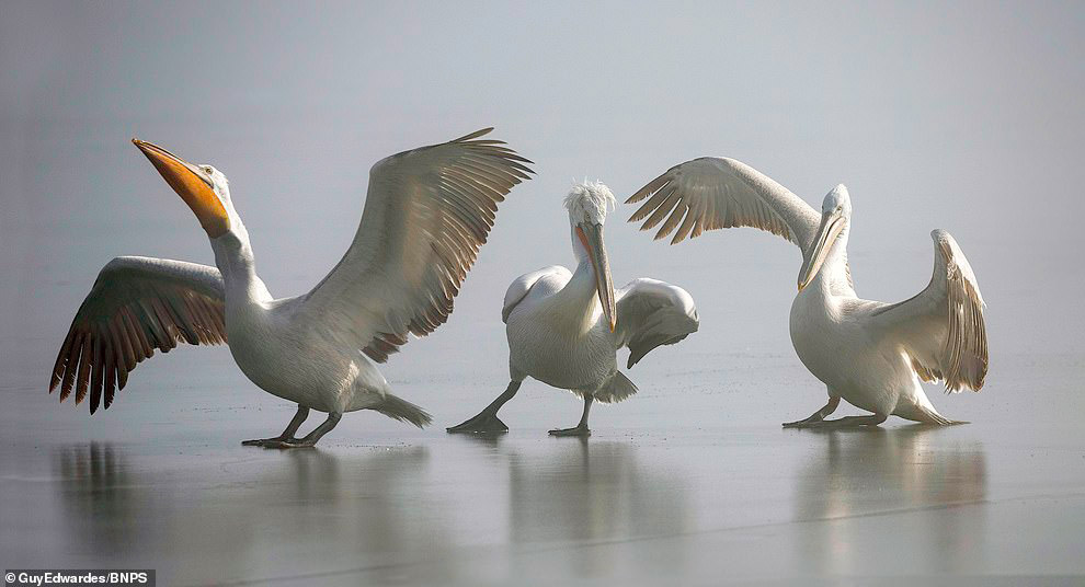 Удивительные фотографии пеликанов Удивительные фотографии пеликанов животные