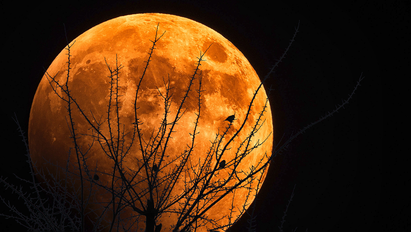 Снежная, кровавая и голубая: почему у Луны столько имен полнолуние, называли, называют, время, Луна», который, спутника, когда, полнолуний, имена, «Луной, связь, названия, также, ЛунаФото, после, Луной, «Луна, самый, зловещий