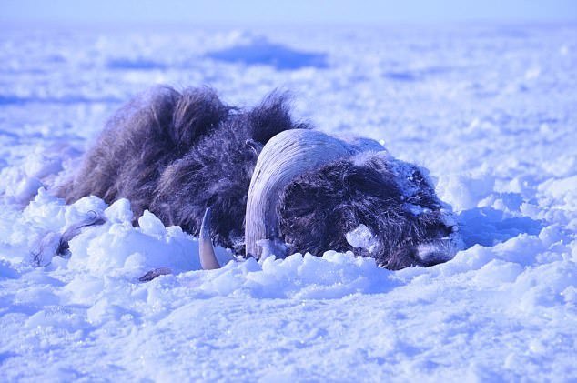 Ледяное цунами на Аляске похоронило заживо стадо овцебыков животные, ледяное цунами, ледяной шторм, овцебыки, погибшее стадо, прибрежная ловушка, природные катаклизмы, смертельная природа