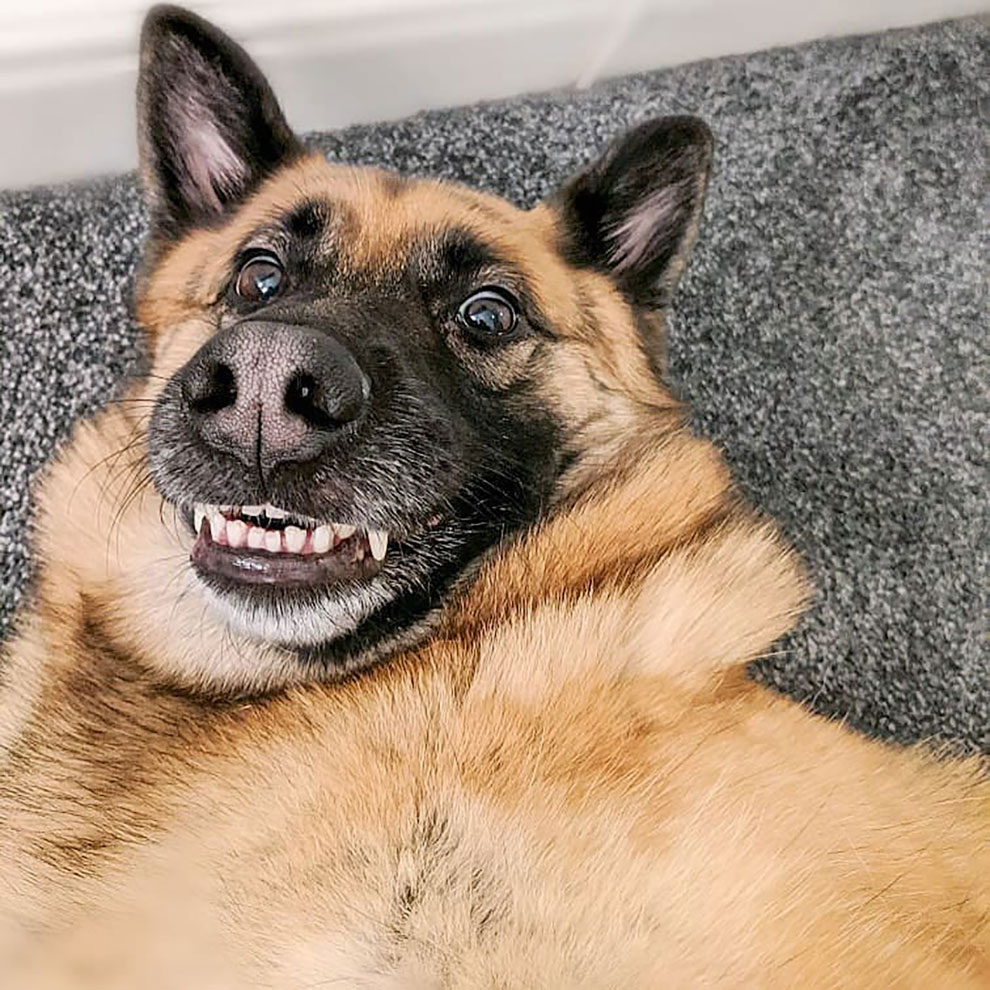 Победители конкурса фотографии Comedy Pet Photo Awards 2020