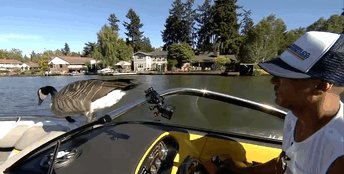 kyle-goose-3-0