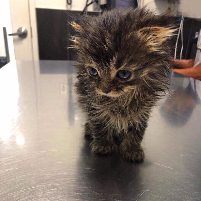 Котенок на столе