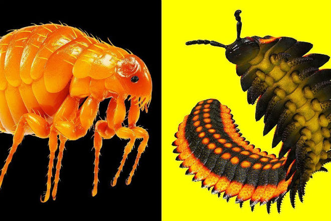 Невероятные гигантские насекомые жившие 300 миллионов лет назад. Видео миллионов, назад, крыльев, меганевры, достигал, метра, представьте, только, насекомое, пикирующее, небес, звуком, падающего, вертолетаhttpwwwyoutubecomwatchv53eu330MDWQА, стоят, древние, многоножки, Двухметровые, очень, быстрые