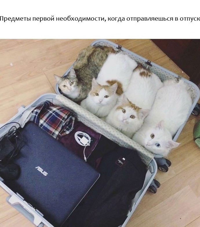 Прикольные животные, которые поднимут вам настроение животные, настроение., позитив, фото